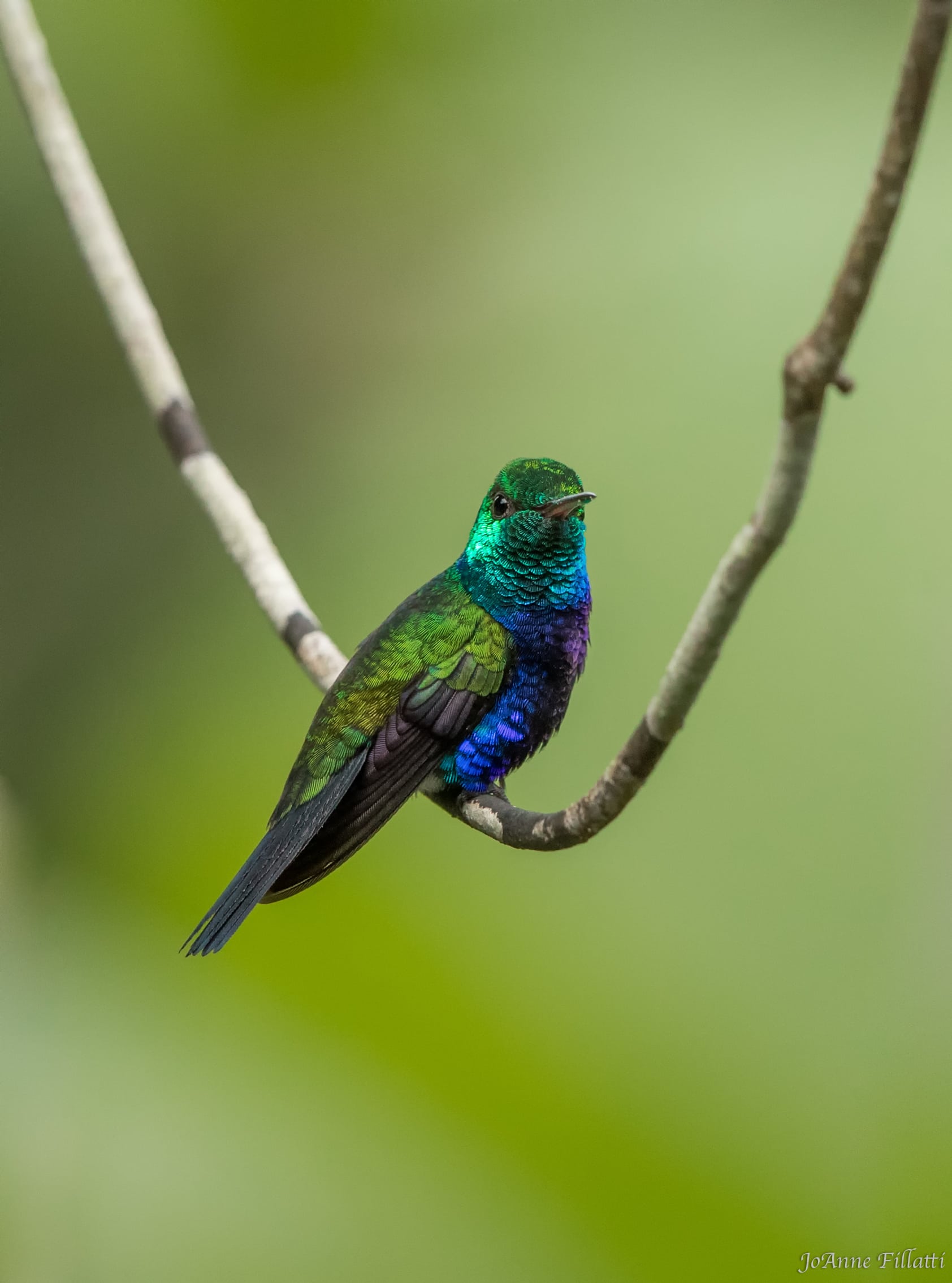 bird of ecuador image 32